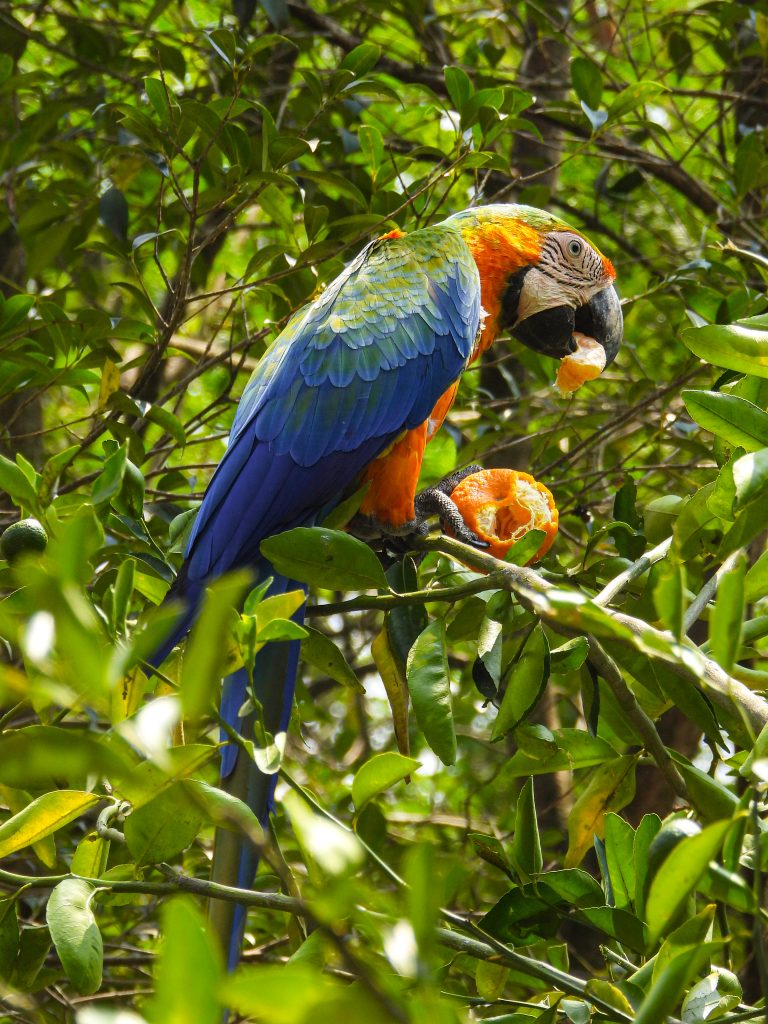 Los peligros de alimentar aves silvestres