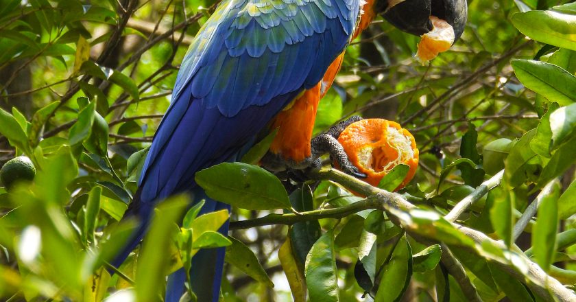 Los peligros de alimentar aves silvestres